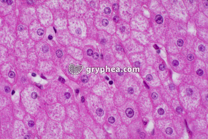 Foie et cellules hépatiques x100 - gryphea.org